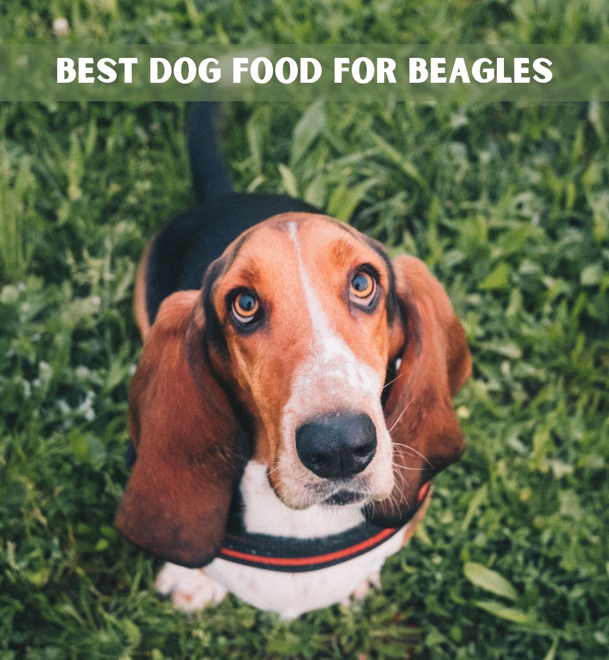 best food for hound dogs