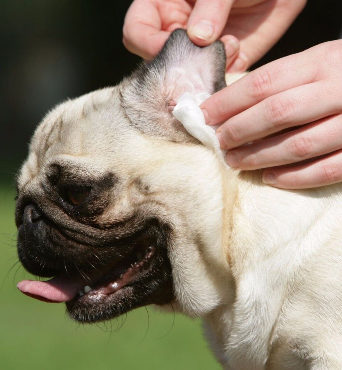 How to treat dog swollen ear flap? Hickory Food