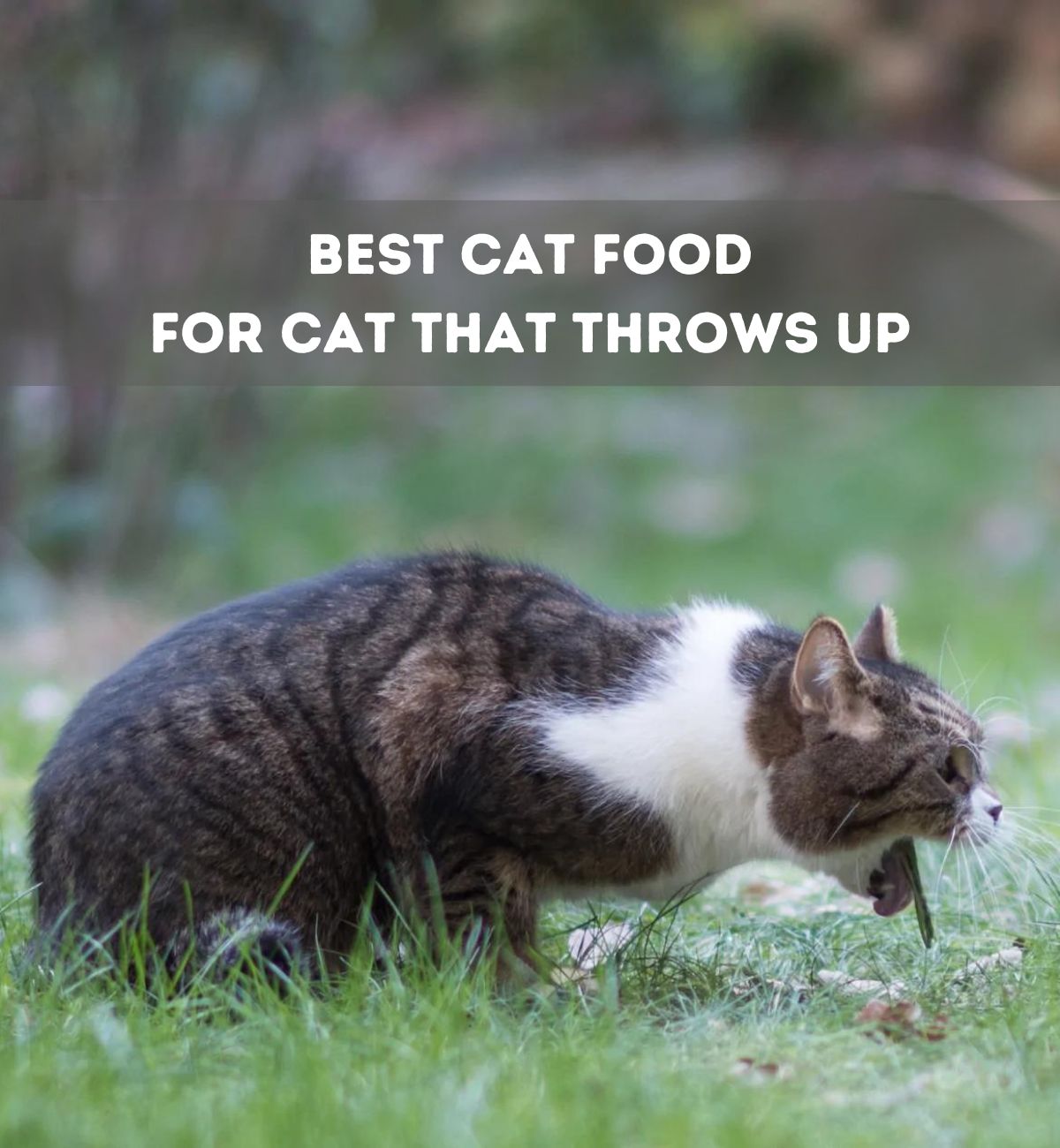 best cat food for cats that regurgitate