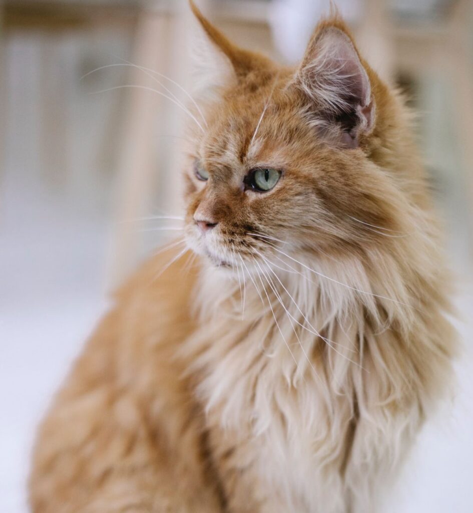 What is Maine Coon breed?
