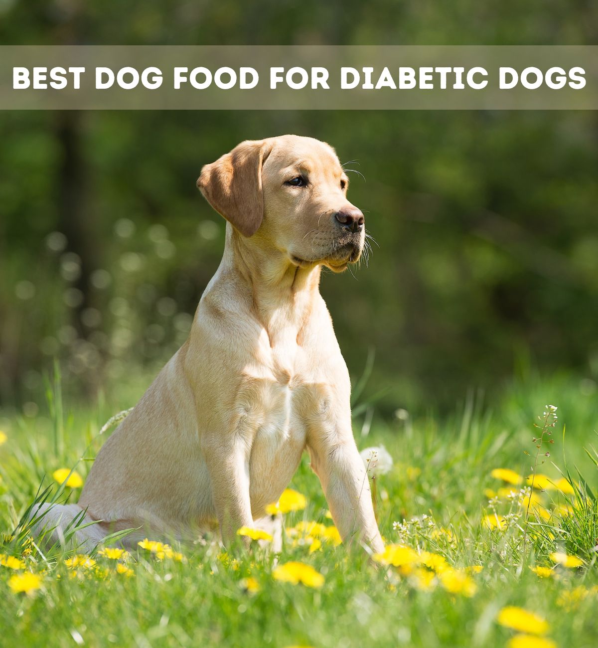 best-dog-food-for-diabetic-dogs-7-best-products-hickory-food