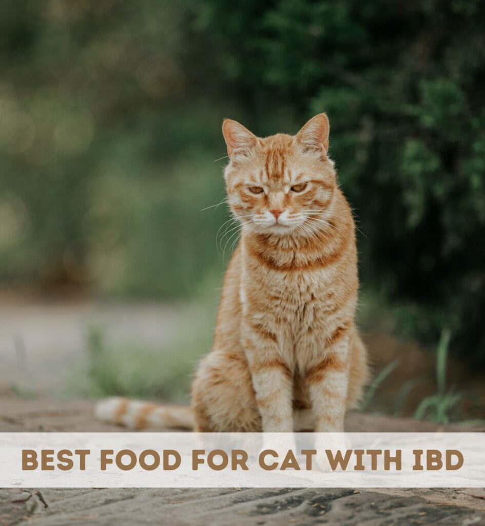 7-best-food-for-cat-with-ibd-full-reviews-hickory-food