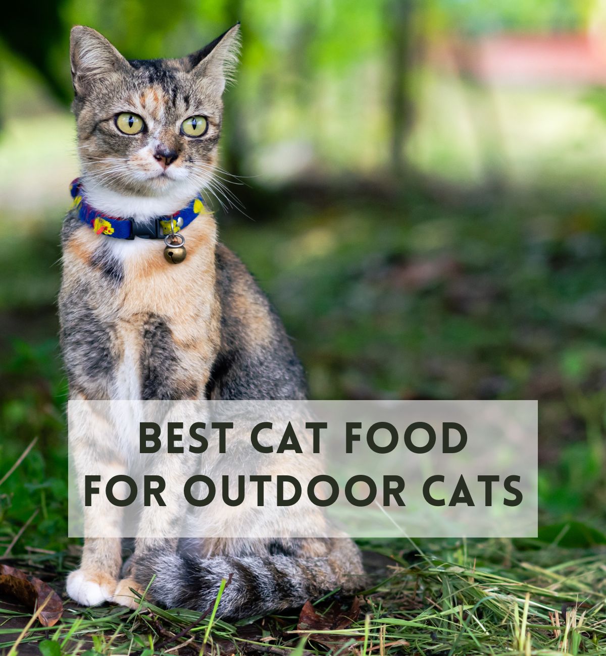 9-best-cat-food-for-outdoor-cats-most-pick-hickory-food