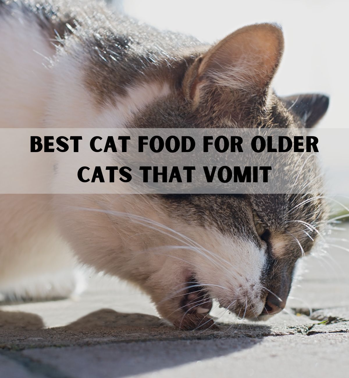 10 Best Cat Food for Older Cats that Vomit Hickory Food