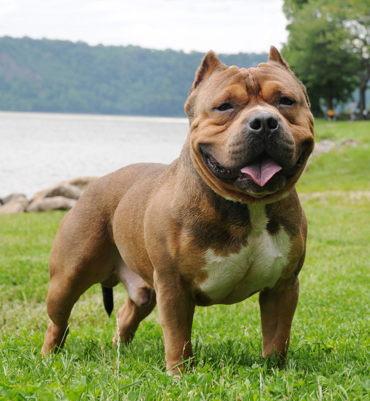 Best Dog Food For An American Bully