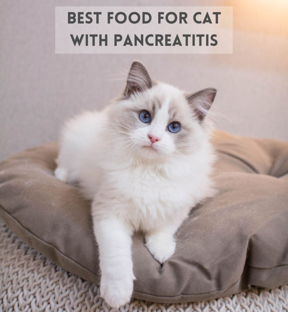 7 Best Food for Cat with Pancreatitis (Best Pick) Hickory Food