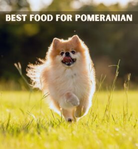 what is the best food for pomeranian puppy