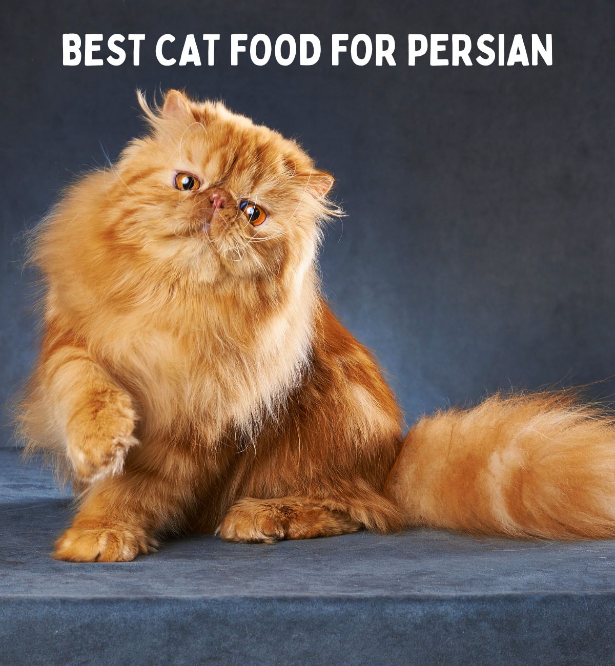 Best Cat Food for Persian (10 Picker Feline) Hickory Food