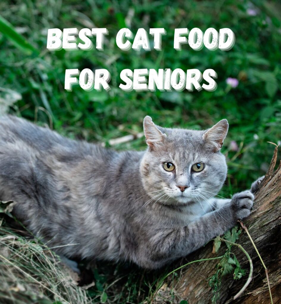 12-best-cat-food-for-seniors-best-2023-hickory-food