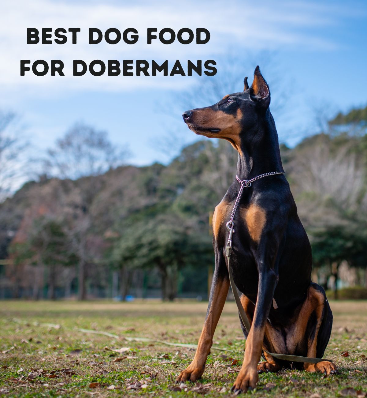 12 Best Dog Food for Dobermans (Ultimate Pick) Hickory Food