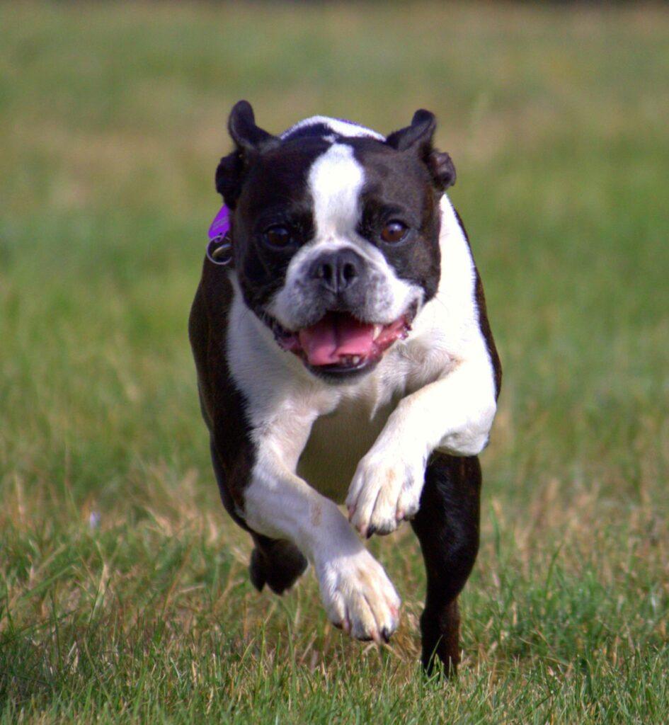 Boston Terriers