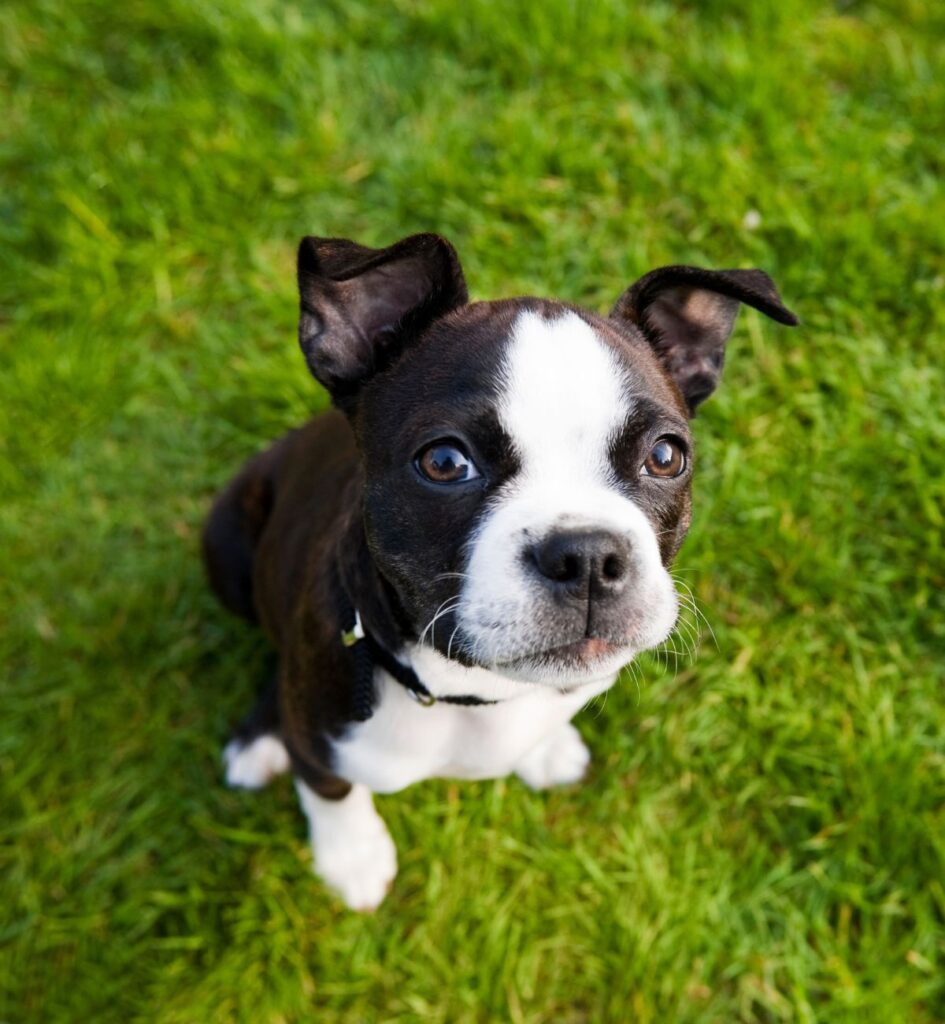 How to Choose the Best Dog Food For Boston Terriers (Buyer's Guide)