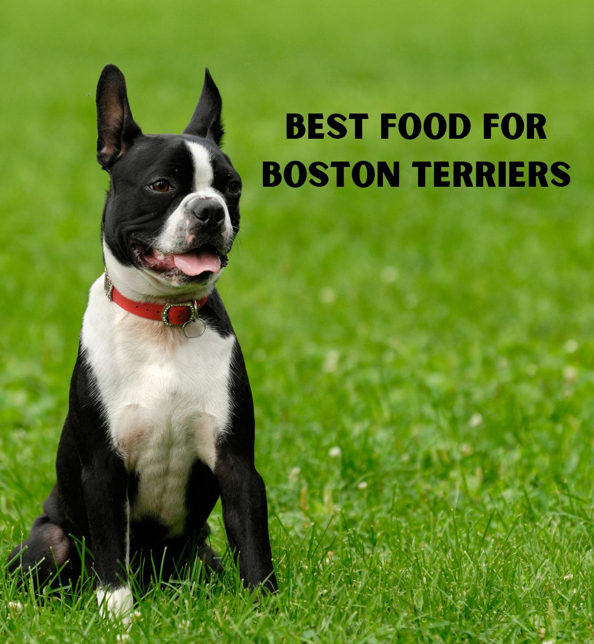 what is the best puppy food for a boston terrier