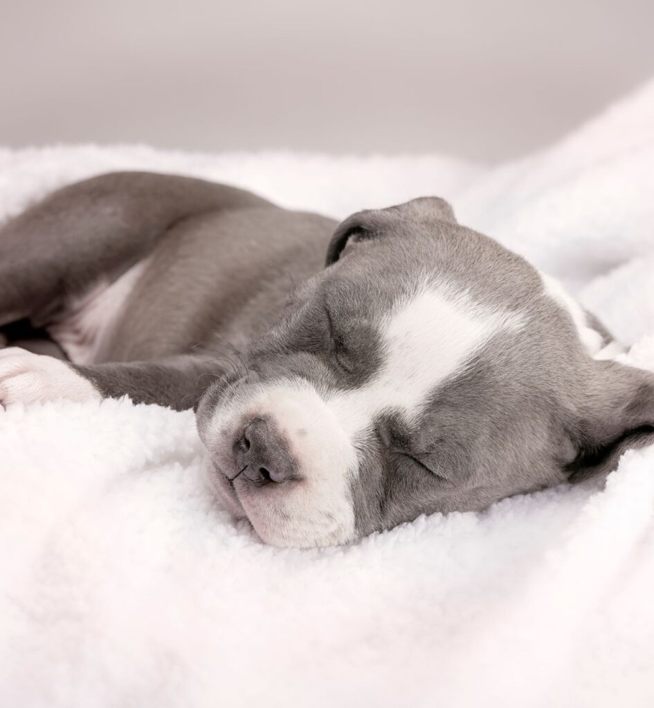 How to transition your Pitbull Puppy to a new Dog Food